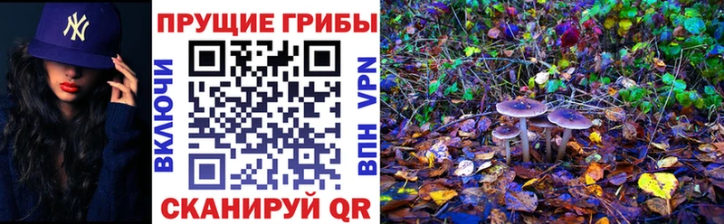 сайты даркнета официальный сайт  цены наркотик  Сердобск  Псилоцибиновые грибы Cubensis 