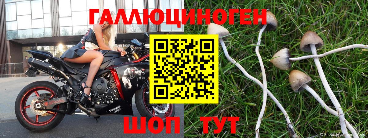 Псилоцибиновые грибы Psilocybe  Псилоцибиновые грибы Psilocybe  Вход с VPN  Сердобск 